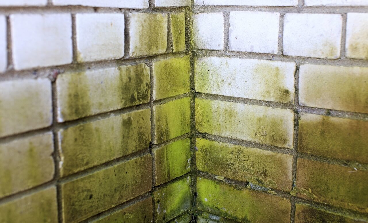 Зеленый налет на бетоне